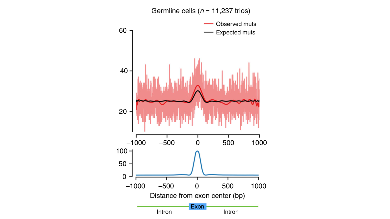 Germline figure